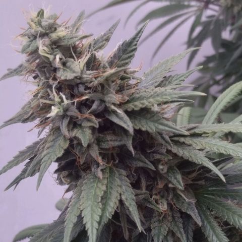 Strawberry banana kush  growlog timeline photo