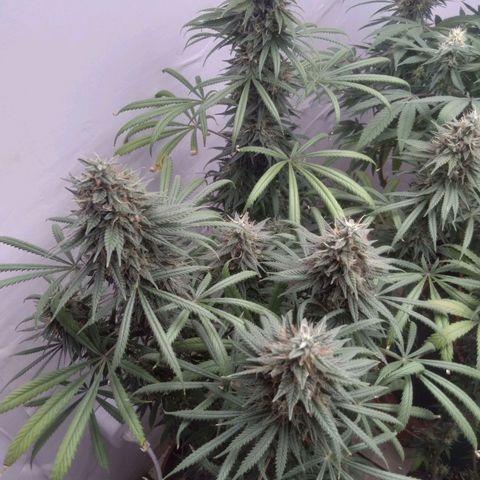 Strawberry banana kush  growlog timeline photo