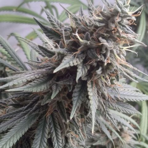 Strawberry banana kush  growlog timeline photo
