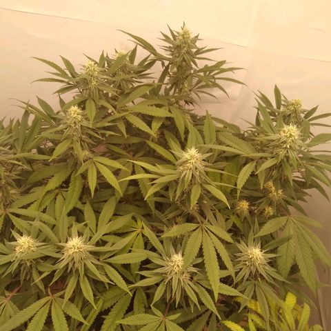 Limonada de Manga growlog timeline photo