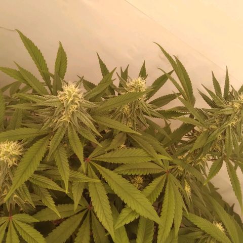 Limonada de Manga growlog timeline photo