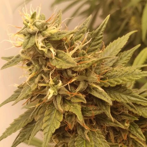 Strawberry banana kush  growlog timeline photo