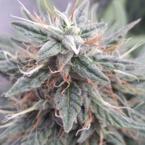 Strawberry banana kush  growlog timeline photo