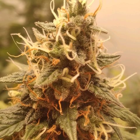 Colômbia kkau  growlog timeline photo