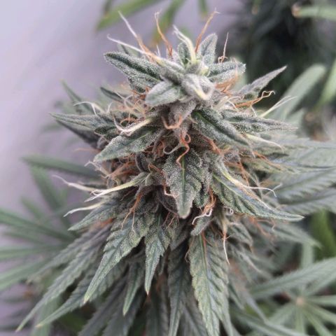 Strawberry banana kush  growlog timeline photo