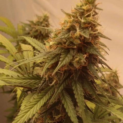 Colômbia kkau  growlog timeline photo
