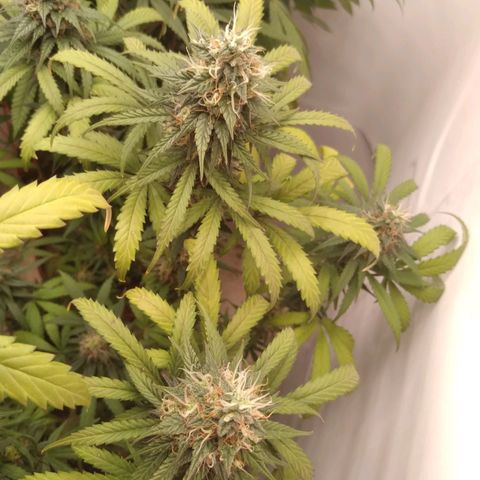 Colômbia kkau  growlog timeline photo