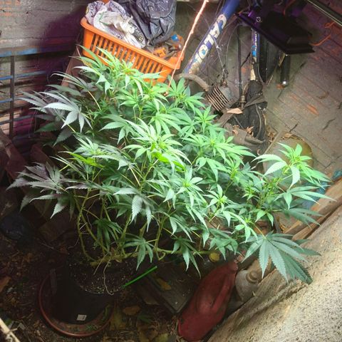 Milk-shake  growlog timeline photo