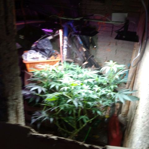 Milk-shake  growlog timeline photo