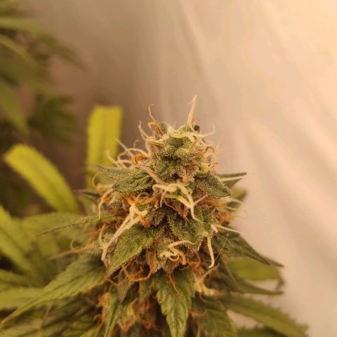 Colômbia kkau  growlog timeline photo