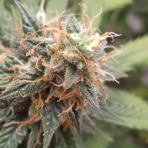 Colômbia kkau  growlog timeline photo
