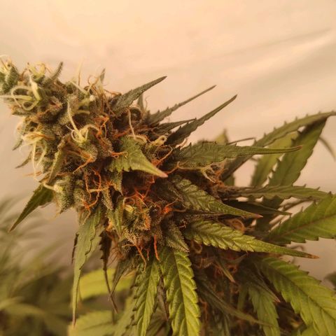Colômbia kkau  growlog timeline photo