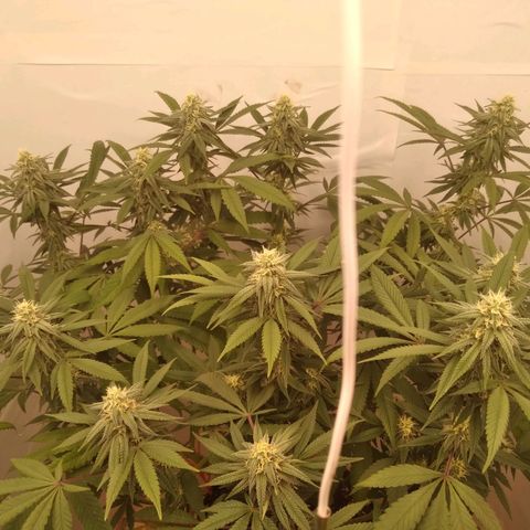 Limonada de Manga growlog timeline photo