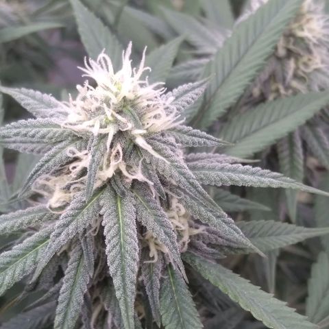 Limonada de Manga growlog timeline photo