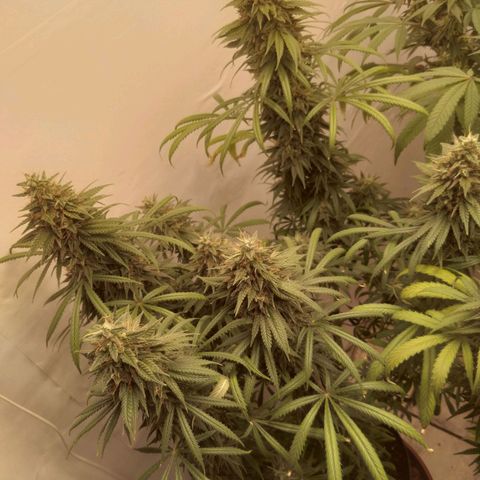 Strawberry banana kush  growlog timeline photo