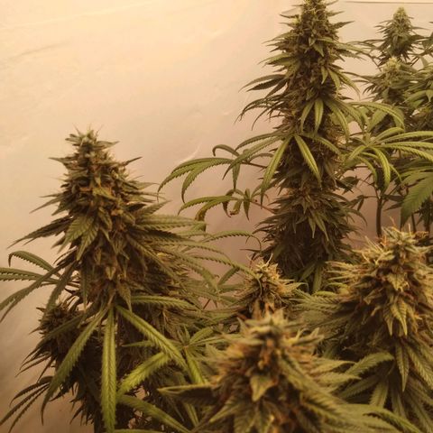 Strawberry banana kush  growlog timeline photo