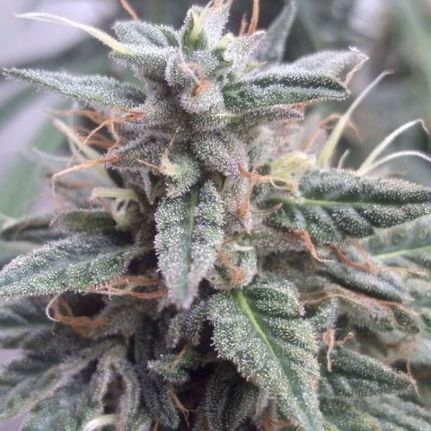 Strawberry banana kush  growlog timeline photo