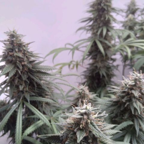 Strawberry banana kush  growlog timeline photo