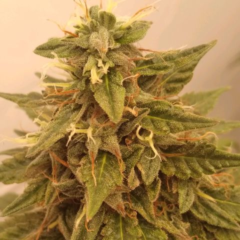 Strawberry banana kush  growlog timeline photo