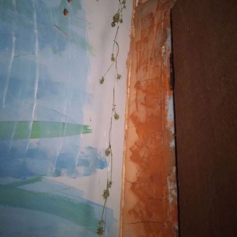 Limonada de Manga growlog timeline photo