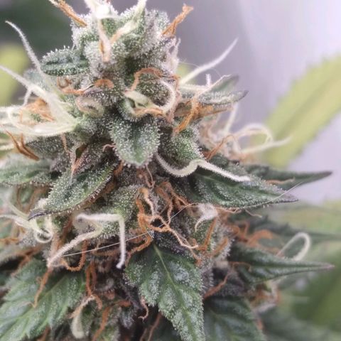 Colômbia kkau  growlog timeline photo