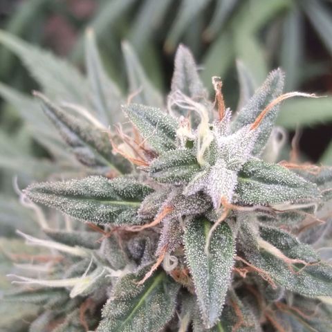 Strawberry banana kush  growlog timeline photo