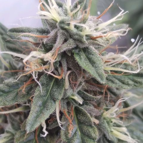 Strawberry banana kush  growlog timeline photo