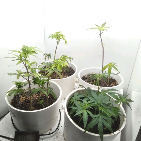 Colômbia kkau  growlog photo: Clones 
kku3
Strawberry banana kush 
Milk-shake cookie 
Limonada de Mango 
