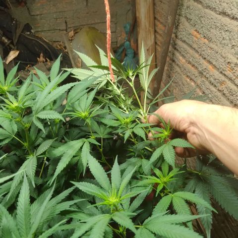 Milk-shake  growlog photo: Levantei a iluminação 
E amarreio a apical 