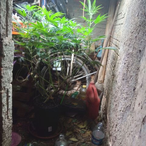 Milk-shake  growlog photo: Levantei a iluminação 
E amarreio a apical 