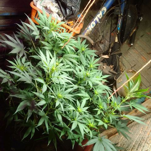 Milk-shake  growlog photo: Levantei a iluminação 
E amarreio a apical 
