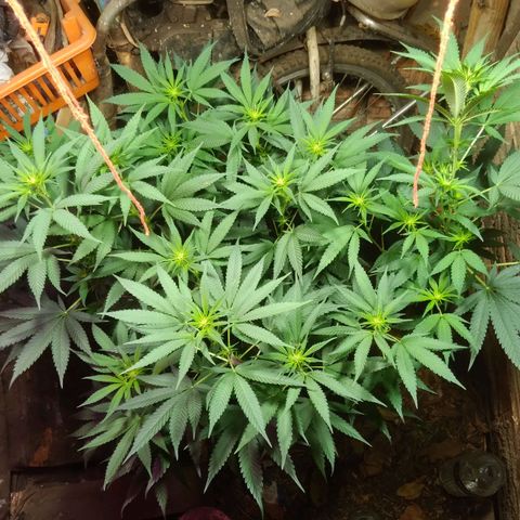 Milk-shake  growlog photo: Levantei a iluminação 
E amarreio a apical 