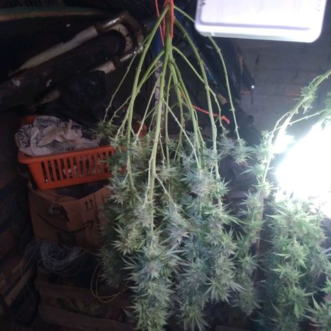 Strawberry banana kush  growlog timeline photo