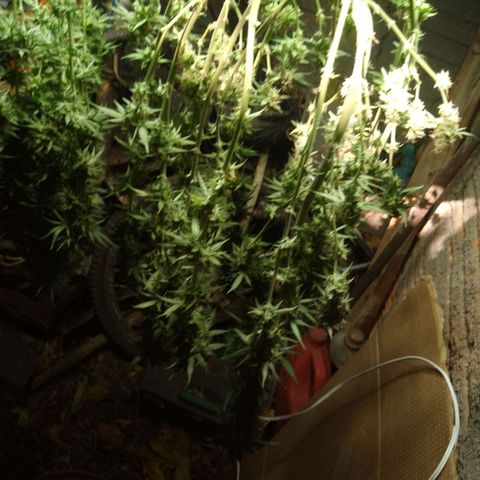 Colômbia kkau  growlog timeline photo