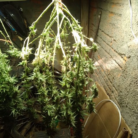 Colômbia kkau  growlog timeline photo