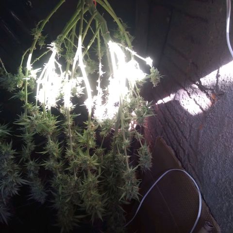 Colômbia kkau  growlog timeline photo