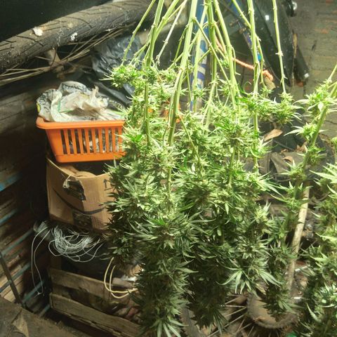 Strawberry banana kush  growlog timeline photo