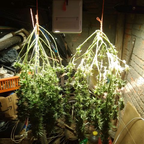 Colômbia kkau  growlog timeline photo