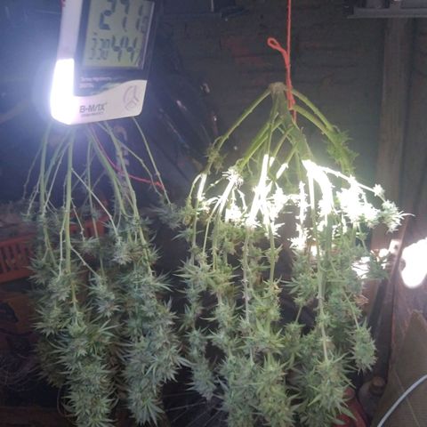 Colômbia kkau  growlog photo: Kku3
Strawberry banana kush 