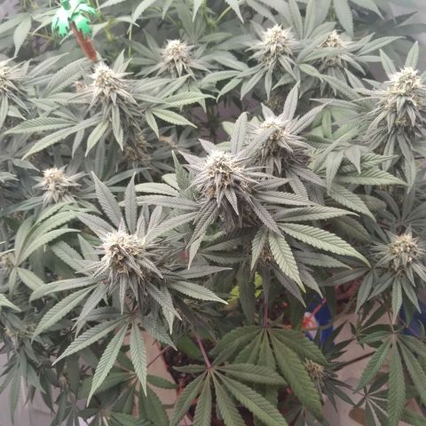 Limonada de Manga growlog timeline photo