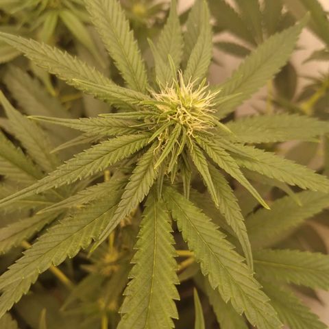 Milk-shake  growlog timeline photo