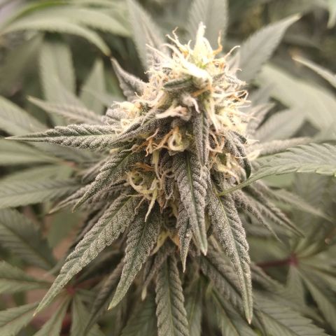 Limonada de Manga growlog timeline photo