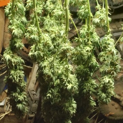 Strawberry banana kush  growlog timeline photo