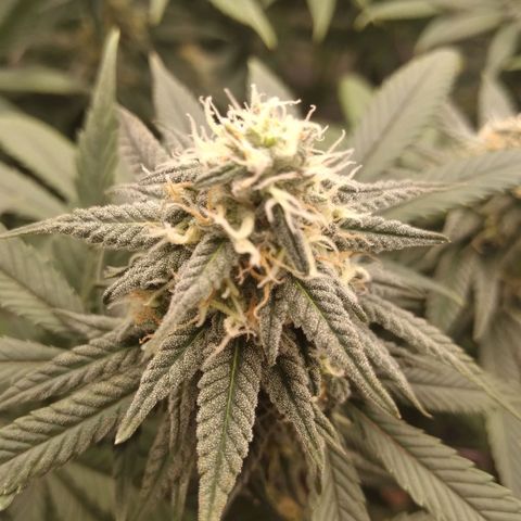 Limonada de Manga growlog timeline photo