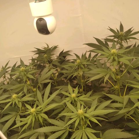 Milk-shake  growlog timeline photo