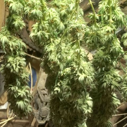 Strawberry banana kush  growlog timeline photo