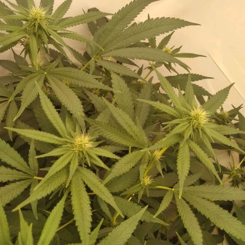 Milk-shake  growlog timeline photo