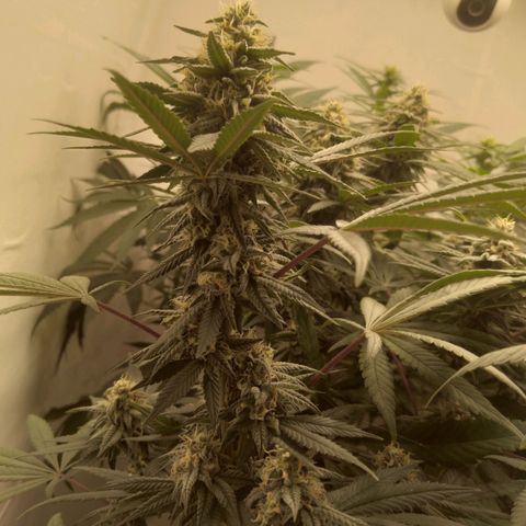 Limonada de Manga growlog timeline photo