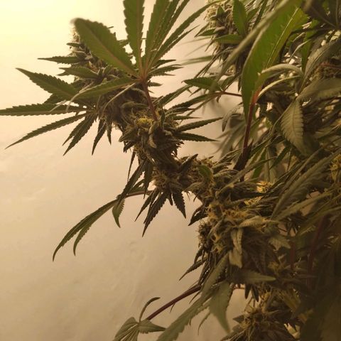 Limonada de Manga growlog timeline photo