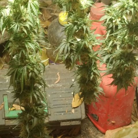 Colômbia kkau  growlog timeline photo